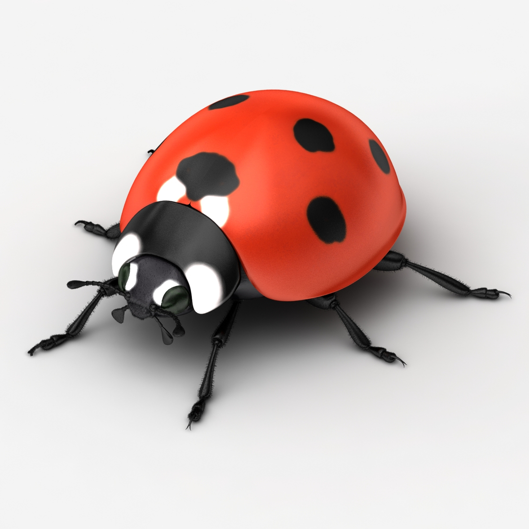 dugm05 rigged insect 01 3d model https://p.turbosquid.com/ts-thumb/Rl/I98ZKP/ooZlZtpR/0000/jpg/1433612400/1920x1080/turn_fit_q99/0dd001c06e9ade88ac70cfc462f9e77f5c1e1024/0000-1.jpg