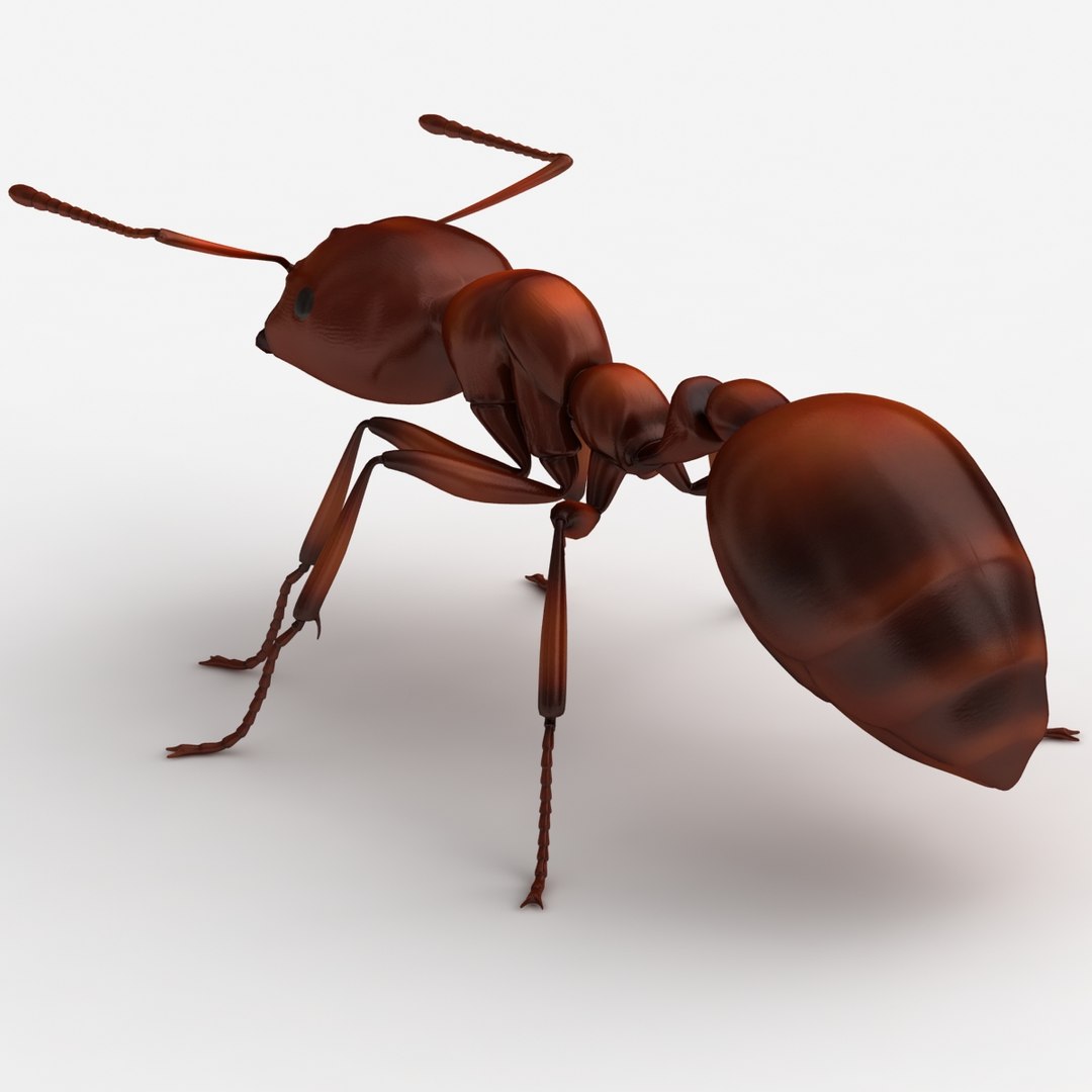 dugm05 rigged insect 01 3d model https://p.turbosquid.com/ts-thumb/Rl/I98ZKP/sVSWHdqQ/fireant_04/jpg/1433611431/1920x1080/fit_q87/709f922b89587e029bd509d975356aee6d0b4a9e/fireant_04.jpg