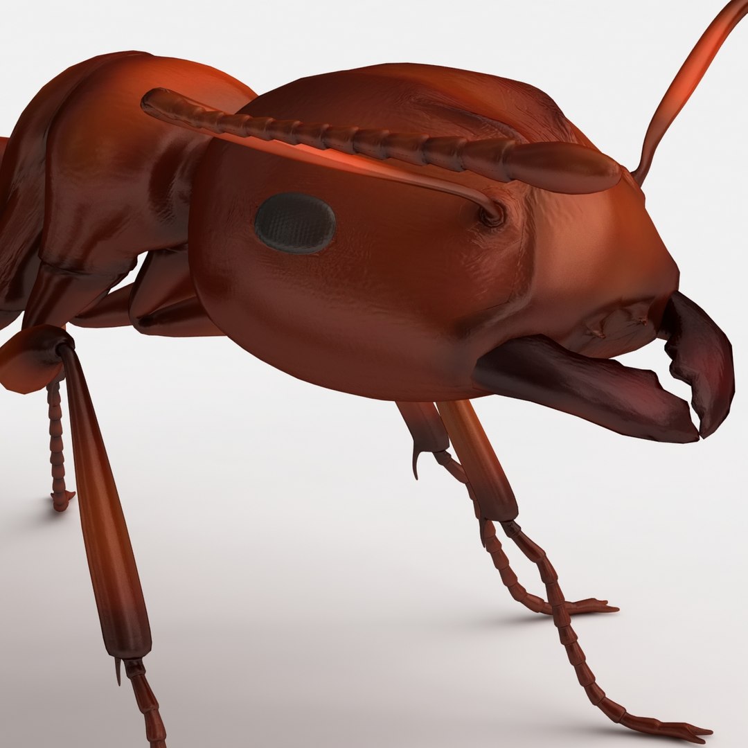 dugm05 rigged insect 01 3d model https://p.turbosquid.com/ts-thumb/Rl/I98ZKP/wJz91507/fireant_05/jpg/1433611431/1920x1080/fit_q87/f17e6a0b1c8bef3db755a386cc57043c953d0430/fireant_05.jpg