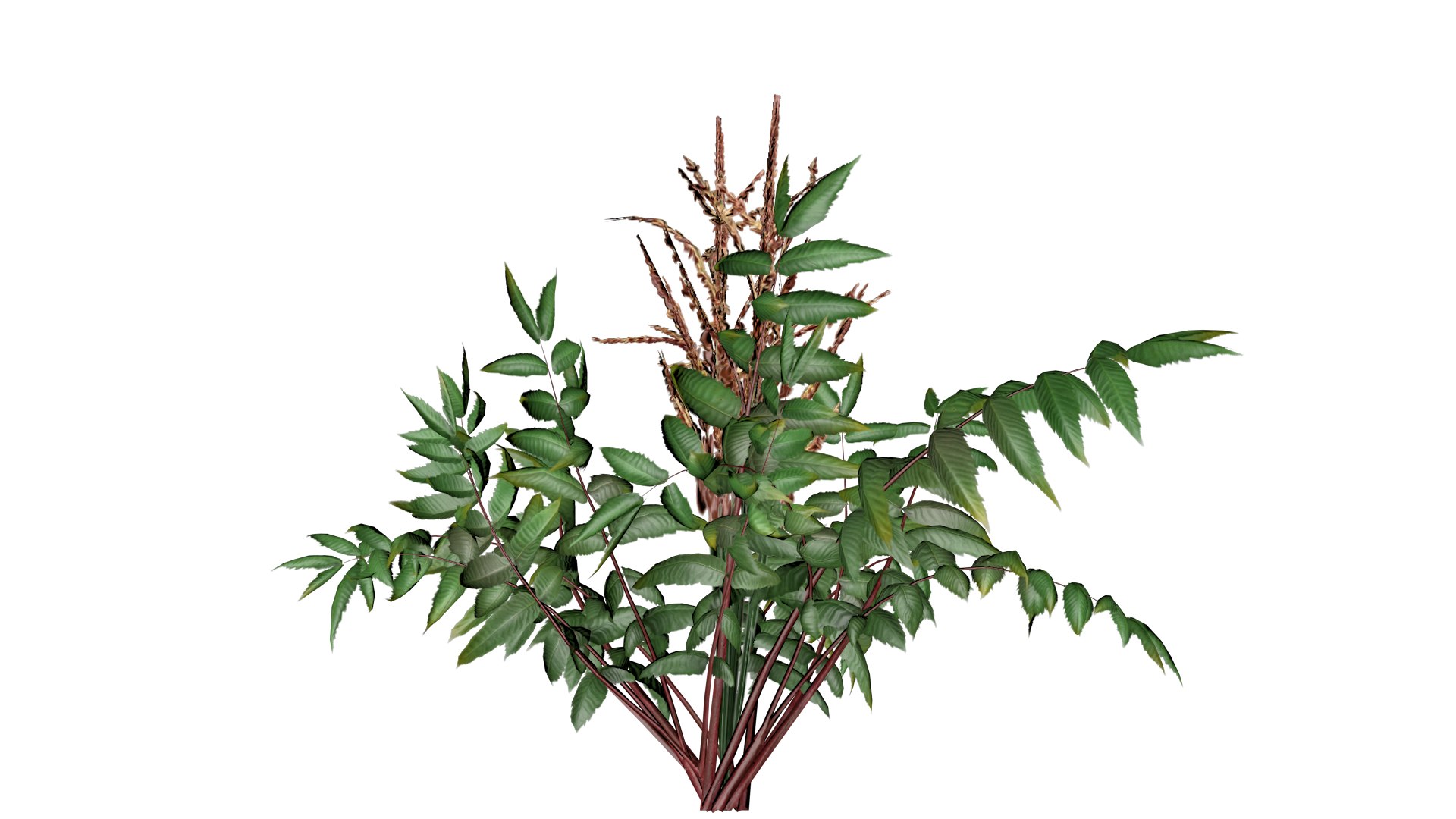 False Spirea Plant - 05 - 3D Model - TurboSquid 2372808