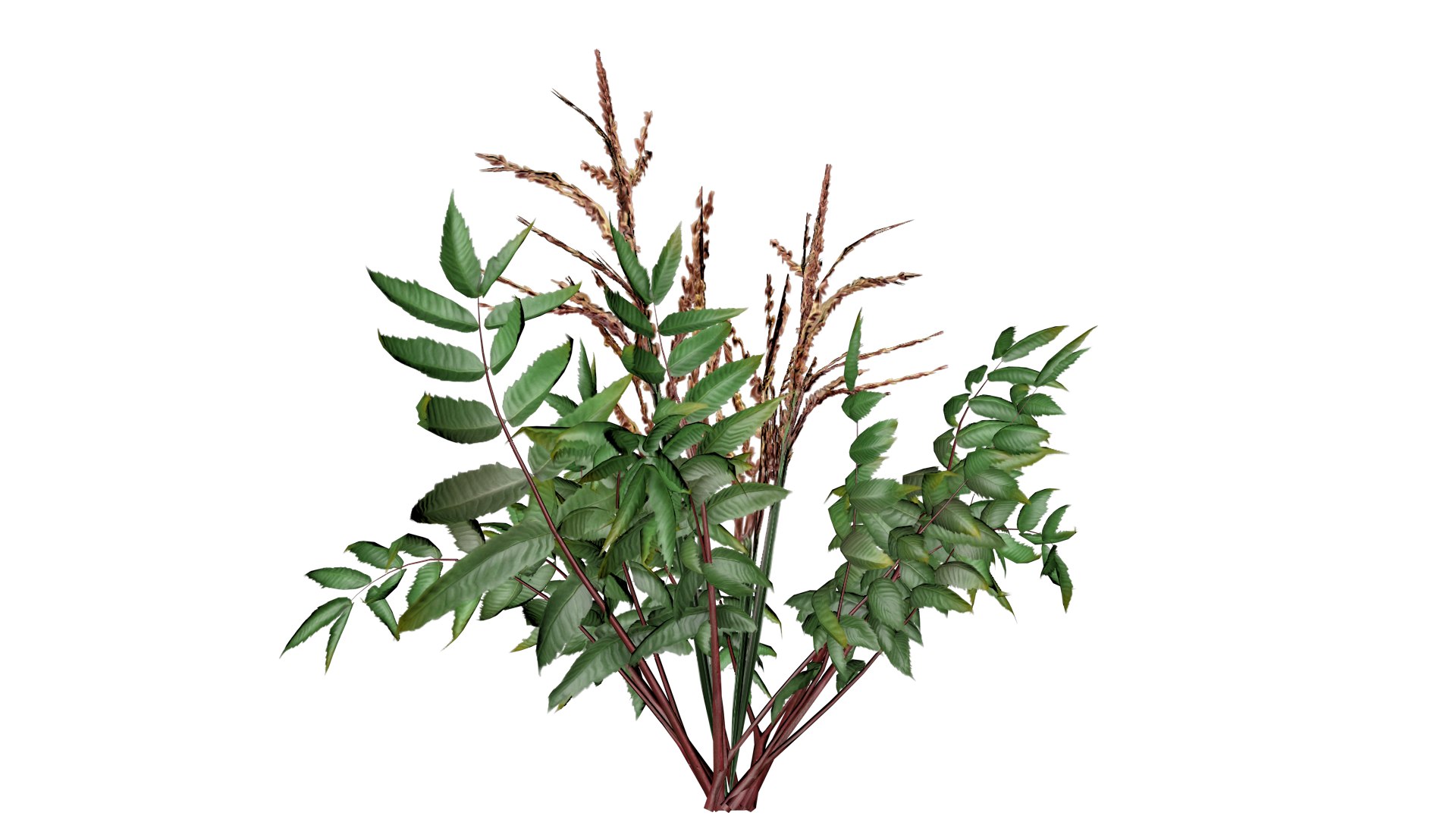 False Spirea Plant - 05 - 3D Model - TurboSquid 2372808