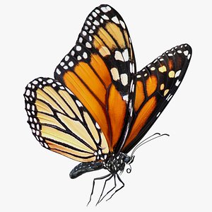 Milkweed Butterfly Flying Pose