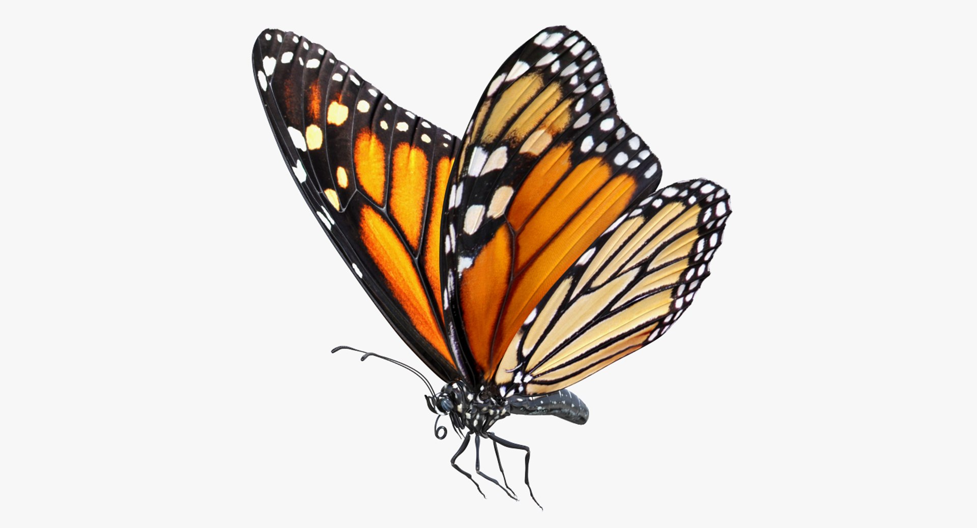 3D Milkweed Butterfly Flying Pose - TurboSquid 1259756