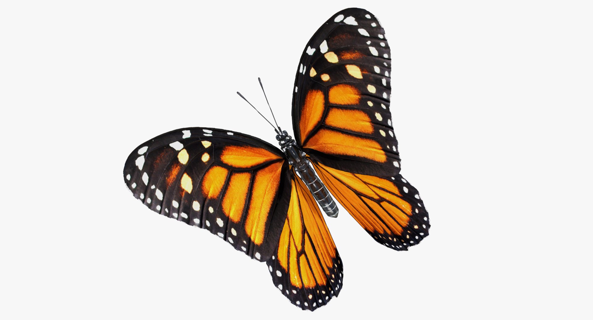 3D milkweed butterfly flying pose https://p.turbosquid.com/ts-thumb/Rl/OuefrU/agkC60IW/milkweedbutterflyflyingposevray3dmodel002/jpg/1519851741/1920x1080/fit_q87/7a7914966d351307e86a8af39bd3978a7b6540fc/milkweedbutterflyflyingposevray3dmodel002.jpg