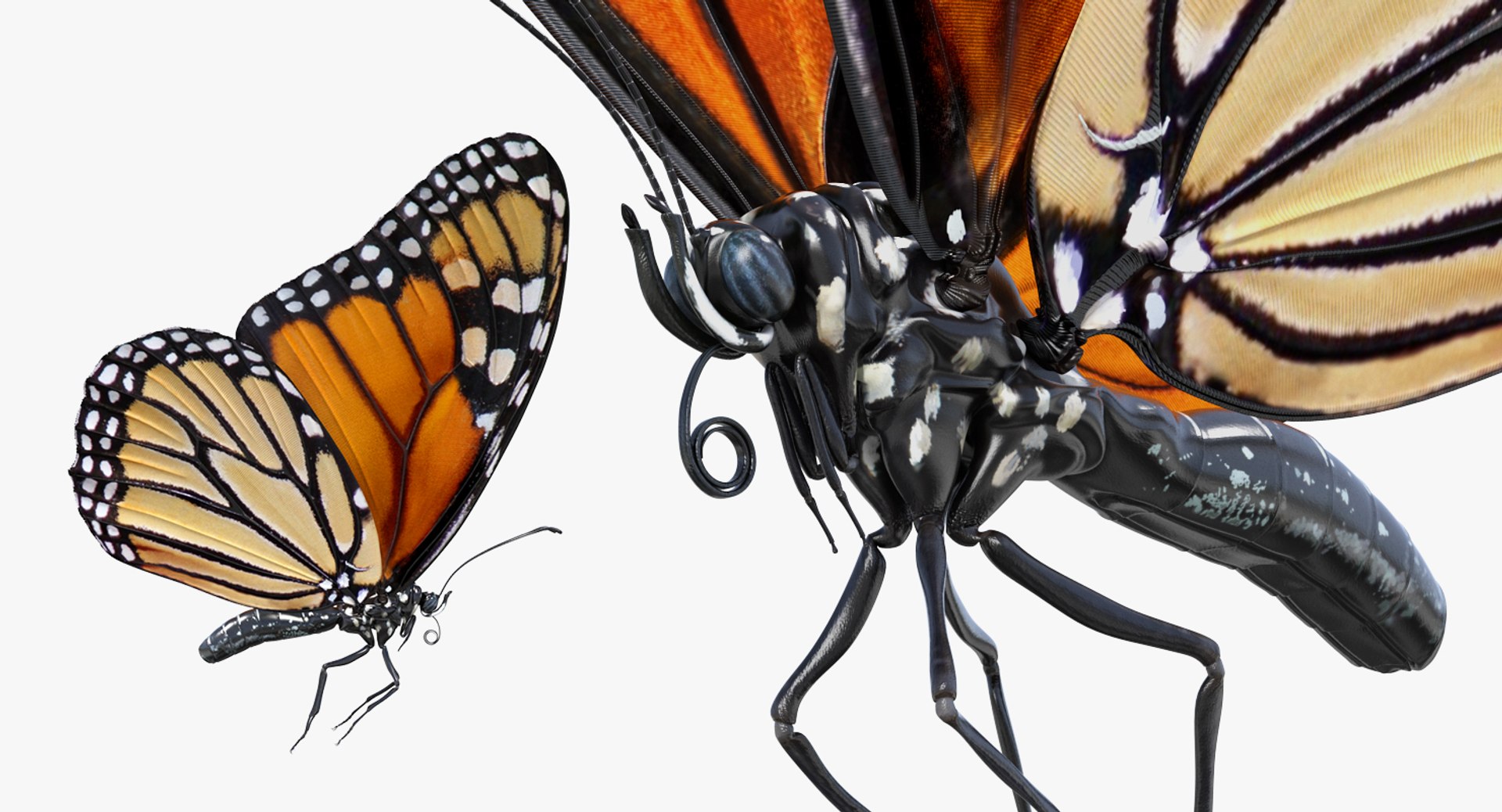 3D milkweed butterfly flying pose https://p.turbosquid.com/ts-thumb/Rl/OuefrU/kf8d6UNP/milkweedbutterflyflyingposevray3dmodel004/jpg/1519851752/1920x1080/fit_q87/15201ff603aa8ae8a6a17661d2eefd898b23ced5/milkweedbutterflyflyingposevray3dmodel004.jpg