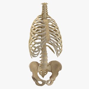 3D human rib cage spine model
