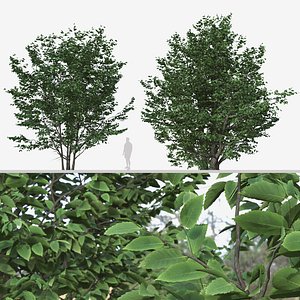Set of Parrotia Persica odr Persian Ironwood Trees model