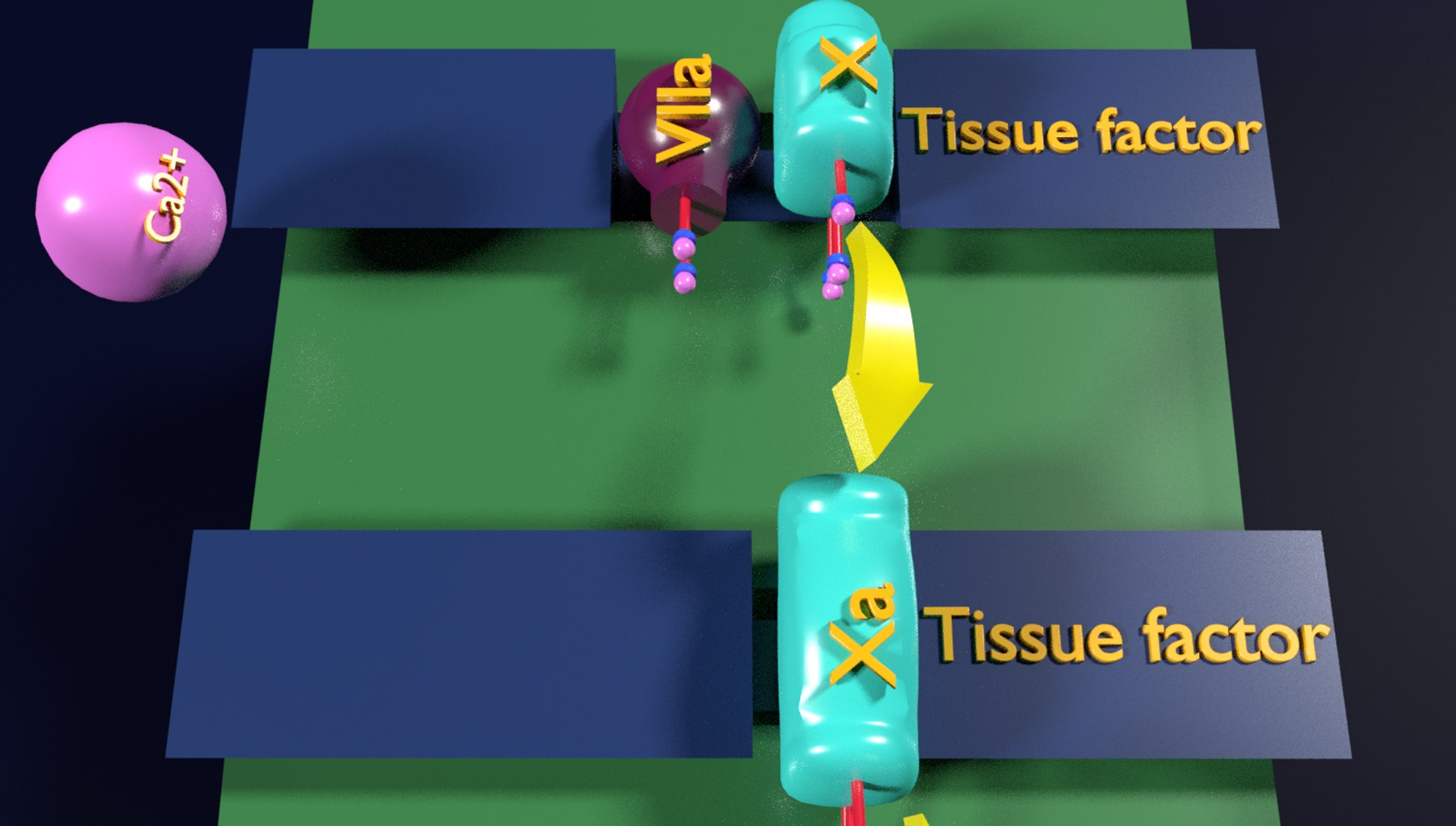 3D blood coagulation cascade pathways https://p.turbosquid.com/ts-thumb/Rl/T4BSp6/YHhon7h6/5/png/1575816726/1920x1080/fit_q87/94719b87c322158abc5b2df4d3f2456546333c2c/5.jpg