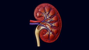 Human Kidney 3D Model 3D model