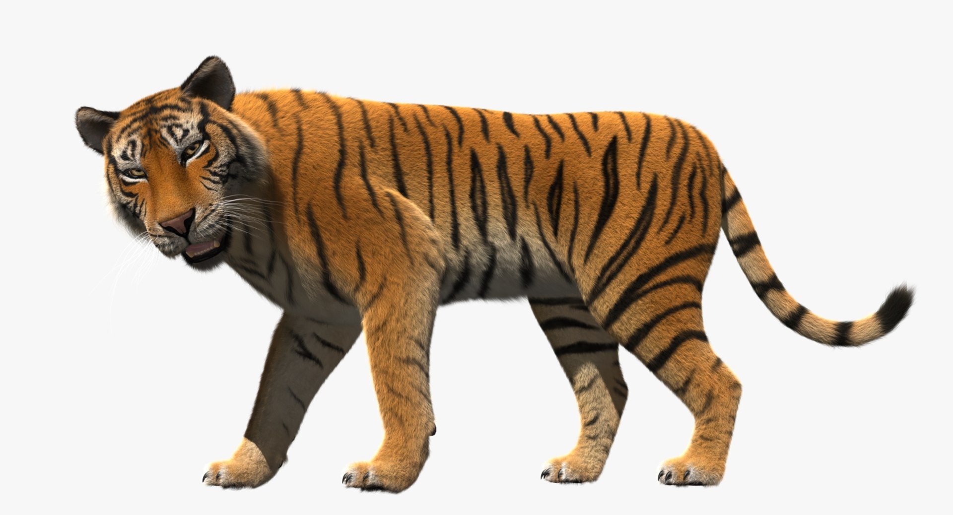 obj tiger shave haircut https://p.turbosquid.com/ts-thumb/Rl/bAdxxa/XJ4IWmBO/rp09/jpg/1478417341/1920x1080/fit_q87/eb73c5c4b1ba7cb0dec790c4f319f1096d7650ff/rp09.jpg