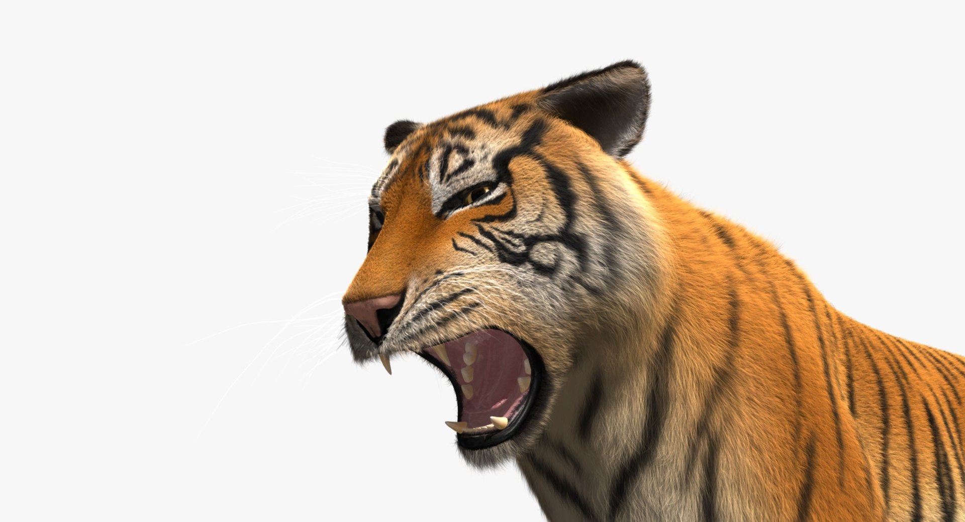 obj tiger shave haircut https://p.turbosquid.com/ts-thumb/Rl/bAdxxa/bvl3DF3T/rp05/jpg/1478417340/1920x1080/fit_q87/ceadc2f9bb52a71858b9912dadff2de962243e65/rp05.jpg