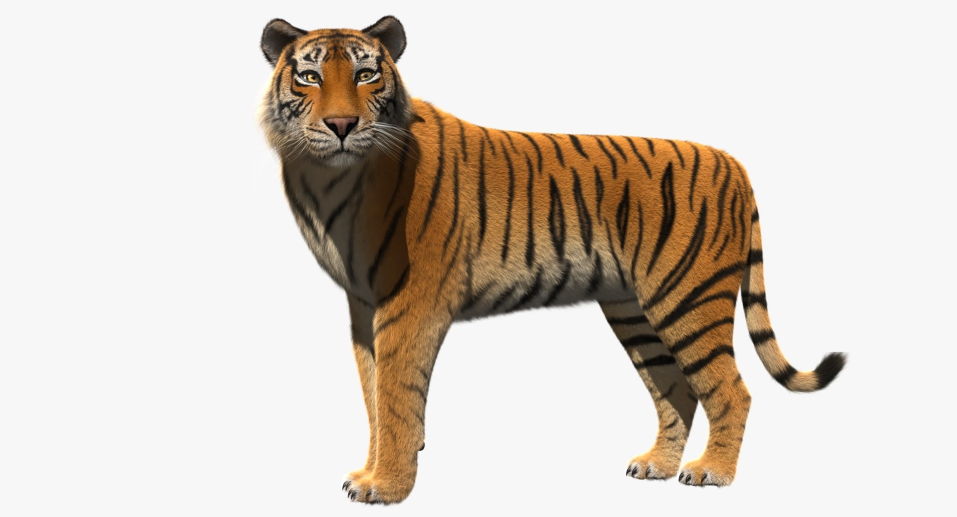 obj tiger shave haircut https://p.turbosquid.com/ts-thumb/Rl/bAdxxa/ft004RFH/rp01/jpg/1478417340/1920x1080/fit_q87/0e40bb925b64026a8749efa8b2fc1d2b76251e01/rp01.jpg