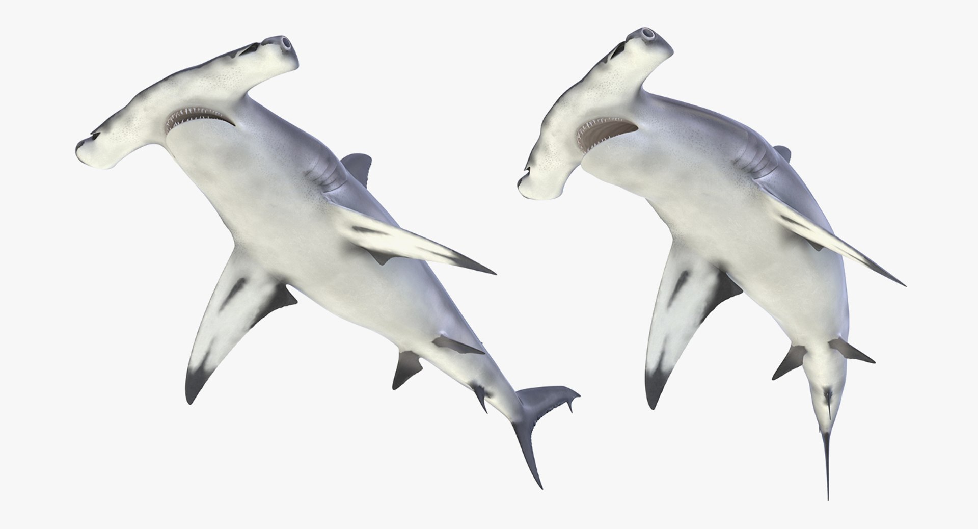 Rigged sharks 6 3D model - TurboSquid 1514229