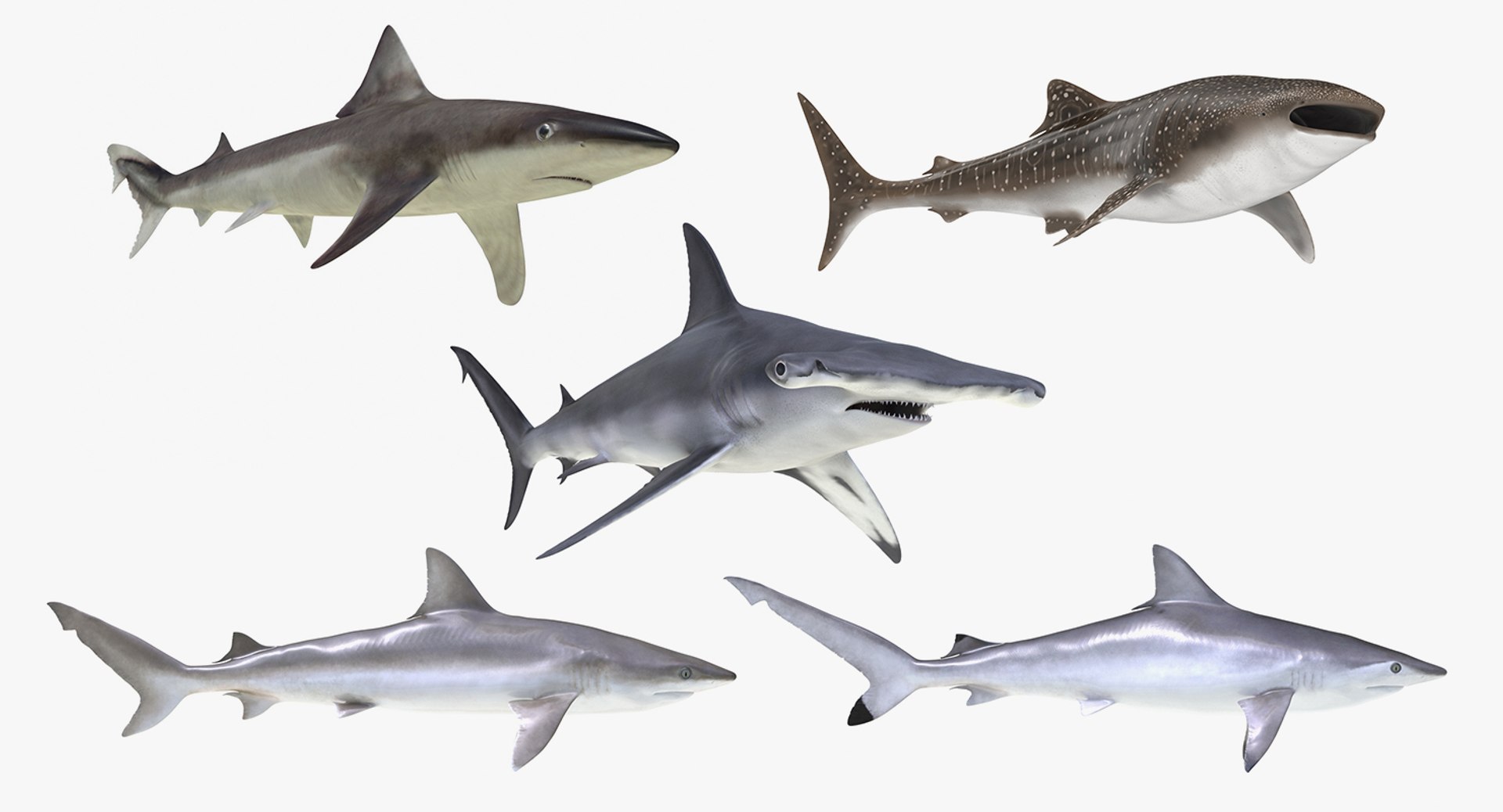 Sharks Rigged Collection 6 for Maya 3D model preview