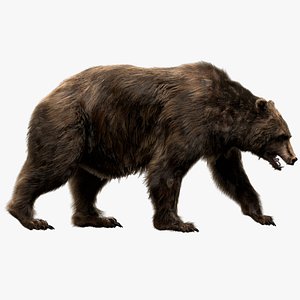 Bear (Fur) (Rigged)