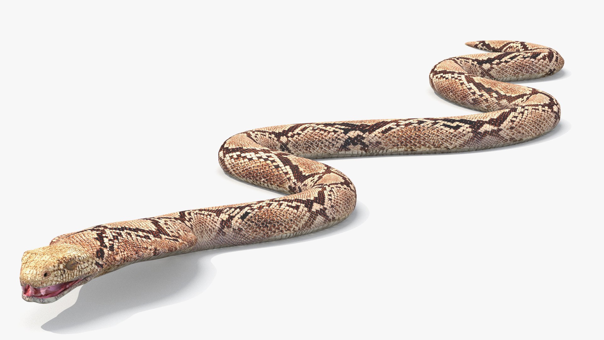 Bushmaster Snake 3D model - Download Animals on