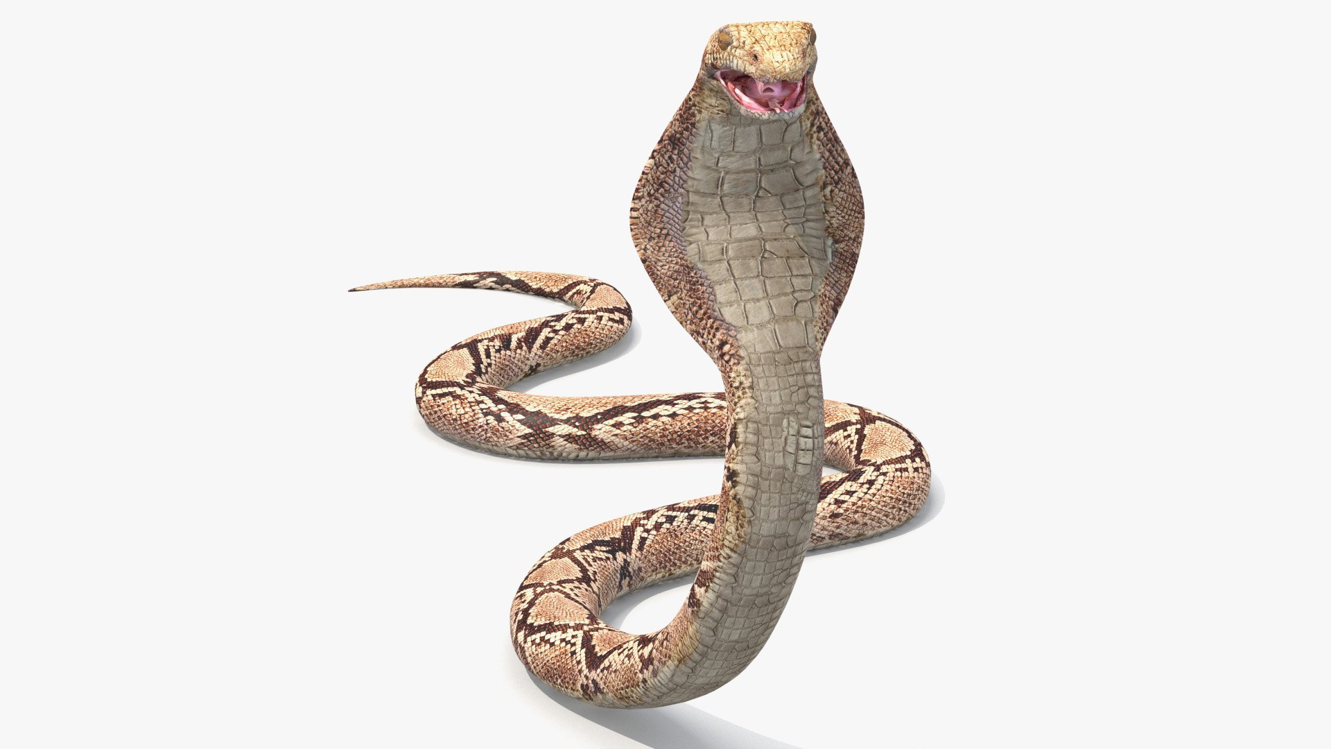 COBRA DOWNLOAD COBRA 3d model animated for  blender-fbx-unity-maya-unreal-c4d-3ds max - 3D printing SNAKE COBRA SNAKE