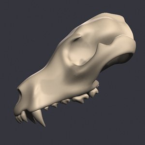 dog skull 3d model