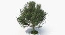 Tree G