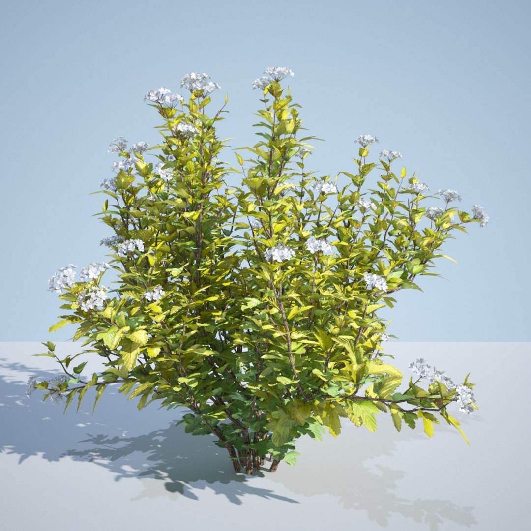 3D model 8 ninebark physocarpus opulifolius https://p.turbosquid.com/ts-thumb/Rm/5BDArK/5f5Pszkb/luteus_150_2/jpg/1560514893/1920x1080/fit_q87/f61930fc231aea5865ab7966a231a1c2ba292693/luteus_150_2.jpg