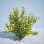 8 Ninebark Physocarpus opulifolius luteus