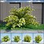 8 Ninebark Physocarpus opulifolius luteus