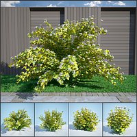 8 Ninebark Physocarpus opulifolius luteus