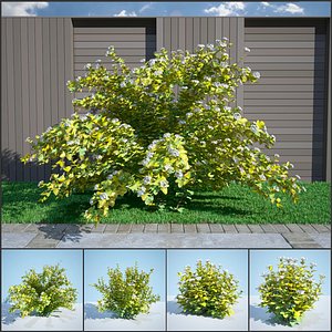 8 Ninebark Physocarpus opulifolius luteus