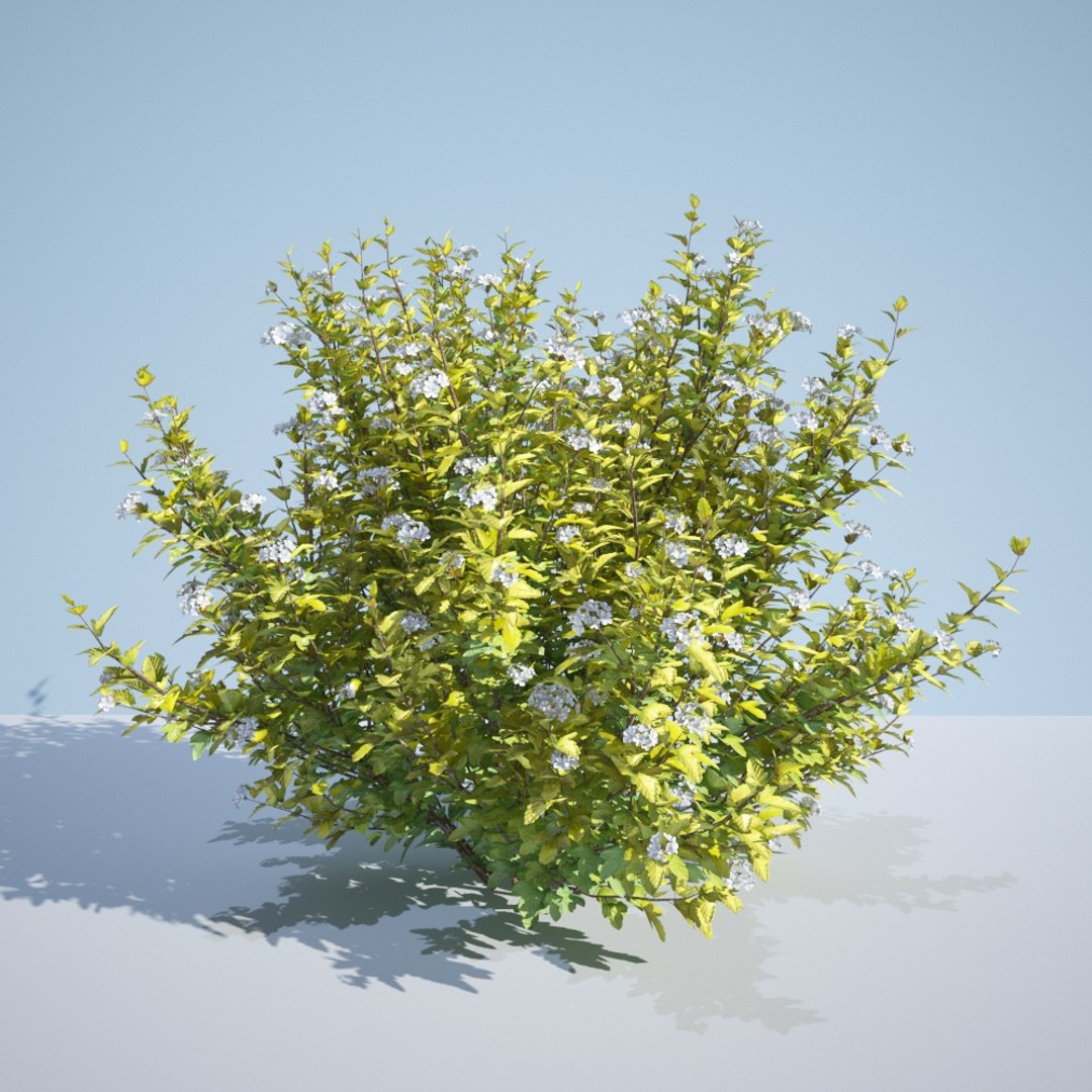 3D model 8 ninebark physocarpus opulifolius https://p.turbosquid.com/ts-thumb/Rm/5BDArK/9YdlE43T/luteus_195/jpg/1560514893/1920x1080/fit_q87/0fc1294b6c8cfe4afda68e5bbaa4c8b6668ade8d/luteus_195.jpg