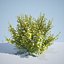 8 Ninebark Physocarpus opulifolius luteus