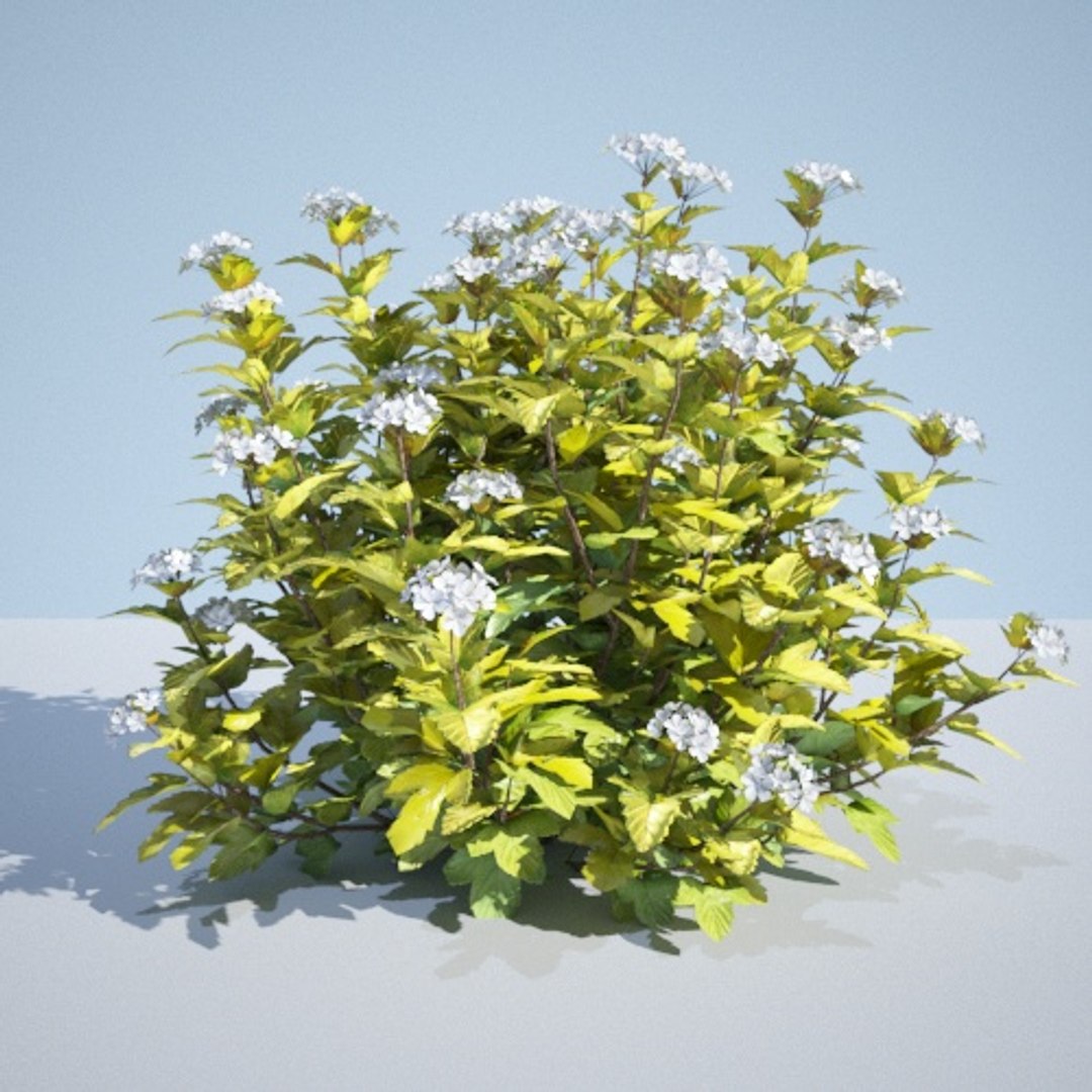 3D model 8 ninebark physocarpus opulifolius https://p.turbosquid.com/ts-thumb/Rm/5BDArK/DzmmHajj/luteus_90_1/jpg/1560514893/1920x1080/fit_q87/47e7e675e5999508dfbc694c71dabc75dd5ae182/luteus_90_1.jpg