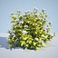 8 Ninebark Physocarpus opulifolius luteus