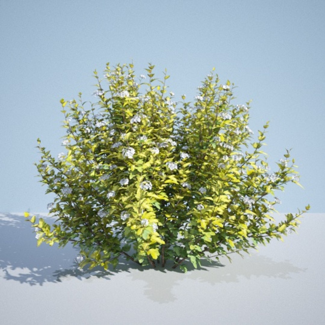 3D model 8 ninebark physocarpus opulifolius https://p.turbosquid.com/ts-thumb/Rm/5BDArK/FQHhsQiL/luteus_195_2/jpg/1560514893/1920x1080/fit_q87/2bf869a0c91ff29ab4706e95bda319a69e599d0a/luteus_195_2.jpg