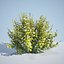8 Ninebark Physocarpus opulifolius luteus