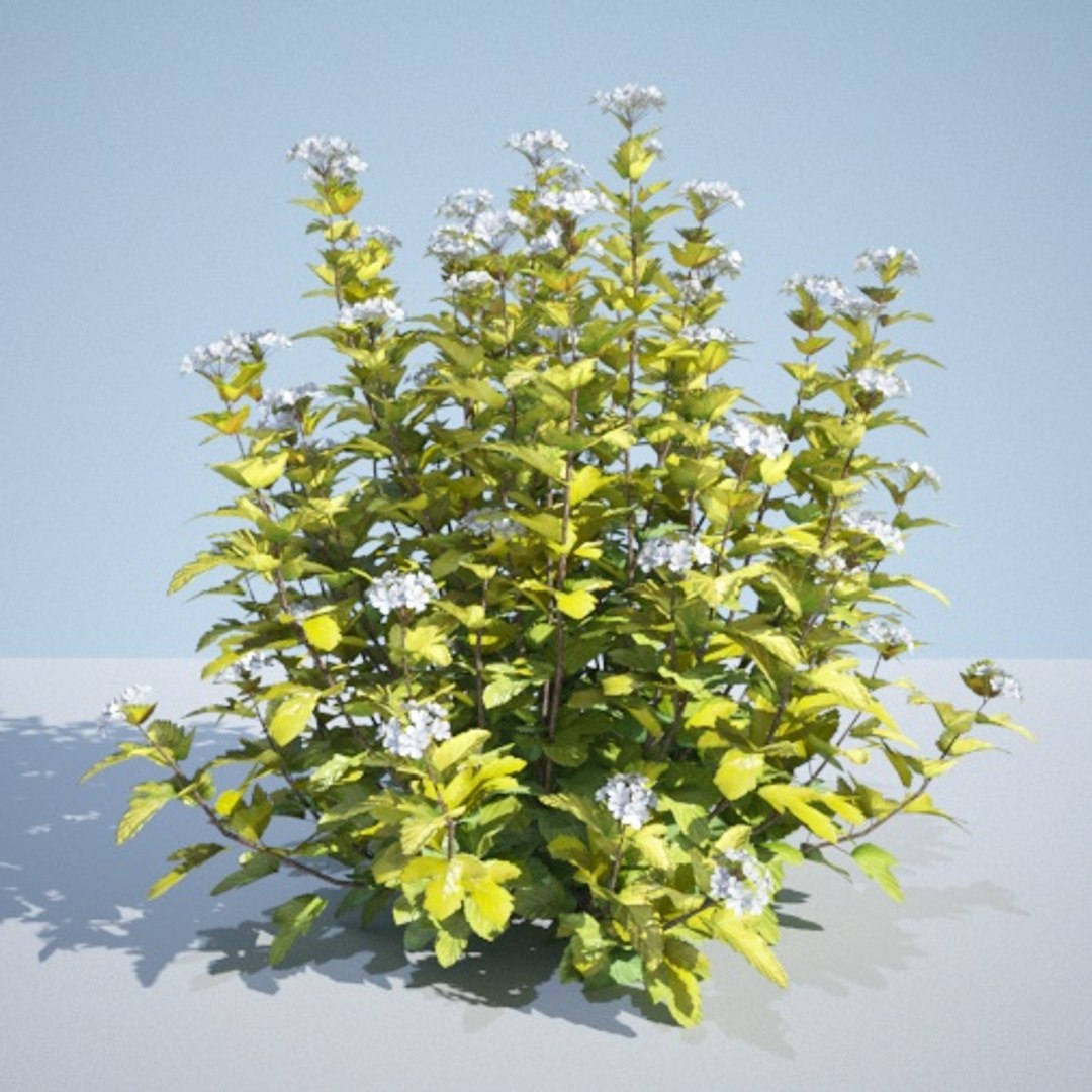 3D model 8 ninebark physocarpus opulifolius https://p.turbosquid.com/ts-thumb/Rm/5BDArK/GjiZWVfV/luteus_130/jpg/1560514893/1920x1080/fit_q87/e85161fb142fa782035c475e26143663134bc7ba/luteus_130.jpg