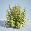 8 Ninebark Physocarpus opulifolius luteus