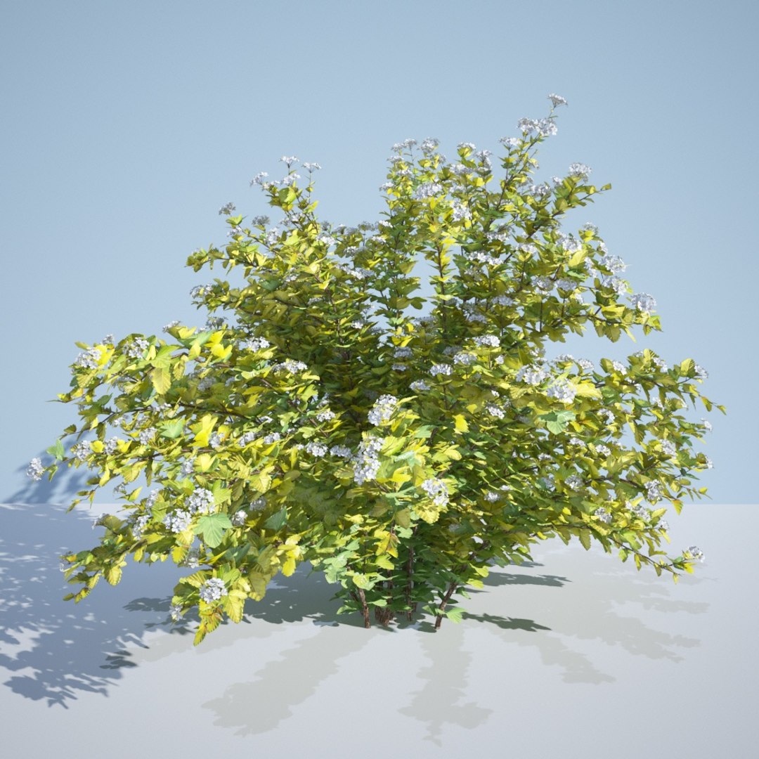 3D model 8 ninebark physocarpus opulifolius https://p.turbosquid.com/ts-thumb/Rm/5BDArK/L1A39IgT/luteus_220/jpg/1560514893/1920x1080/fit_q87/9af1c3bb315074e770ca250424c12252218bbc95/luteus_220.jpg
