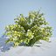 8 Ninebark Physocarpus opulifolius luteus