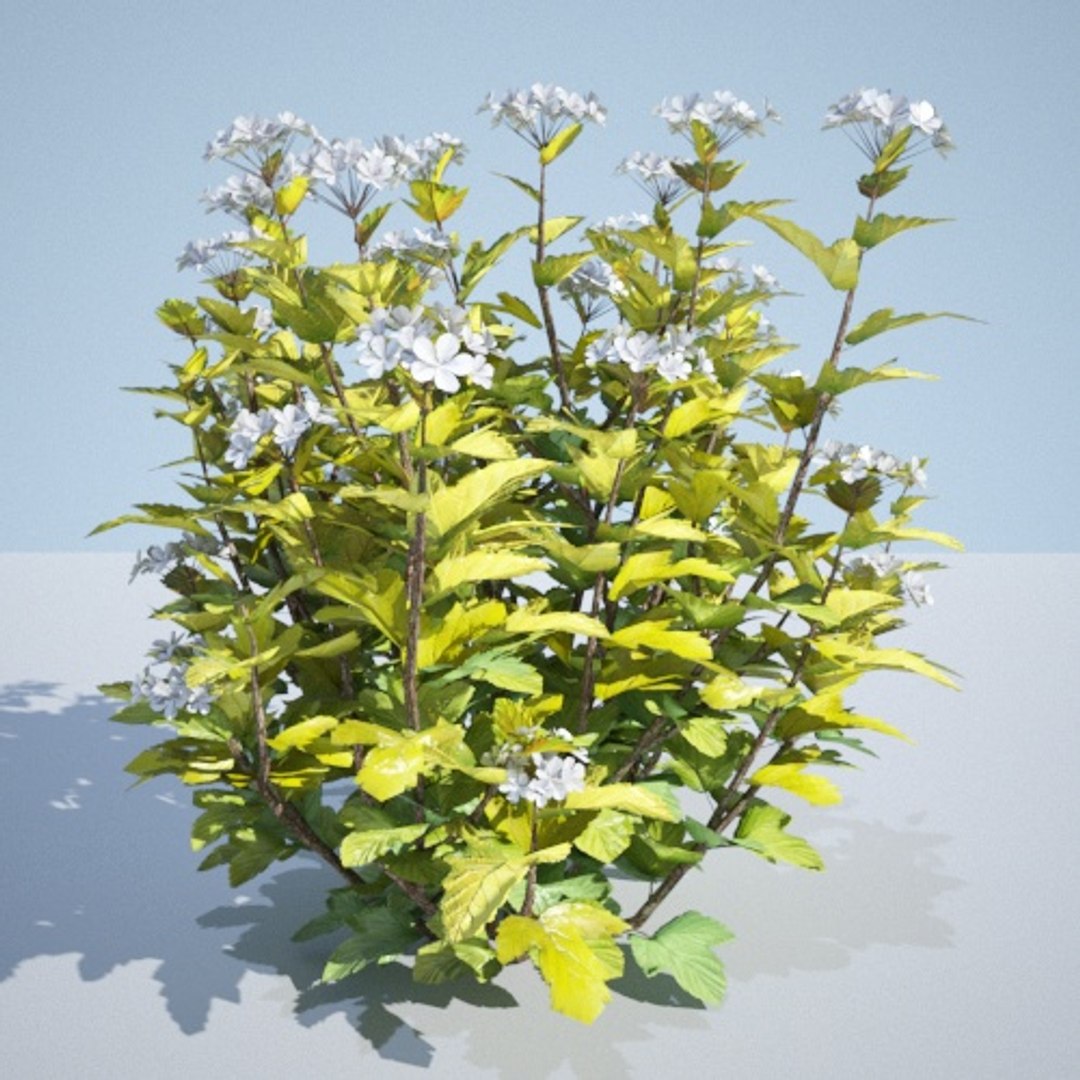 3D model 8 ninebark physocarpus opulifolius https://p.turbosquid.com/ts-thumb/Rm/5BDArK/NAq5EUsR/luteus_75_2/jpg/1560514893/1920x1080/fit_q87/42389577ba3e39a5646968d4183c3300a9d32b63/luteus_75_2.jpg