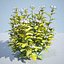 8 Ninebark Physocarpus opulifolius luteus