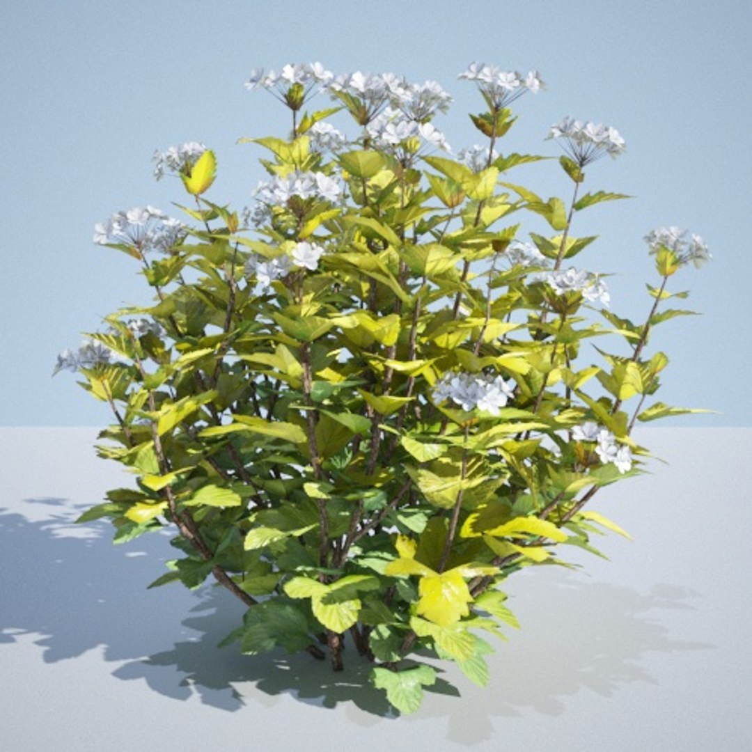 3D model 8 ninebark physocarpus opulifolius https://p.turbosquid.com/ts-thumb/Rm/5BDArK/PovcxvEM/luteus_75/jpg/1560514893/1920x1080/fit_q87/081e10cdc5b092d6f8d5faa9215820d844cac91b/luteus_75.jpg