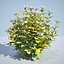 8 Ninebark Physocarpus opulifolius luteus