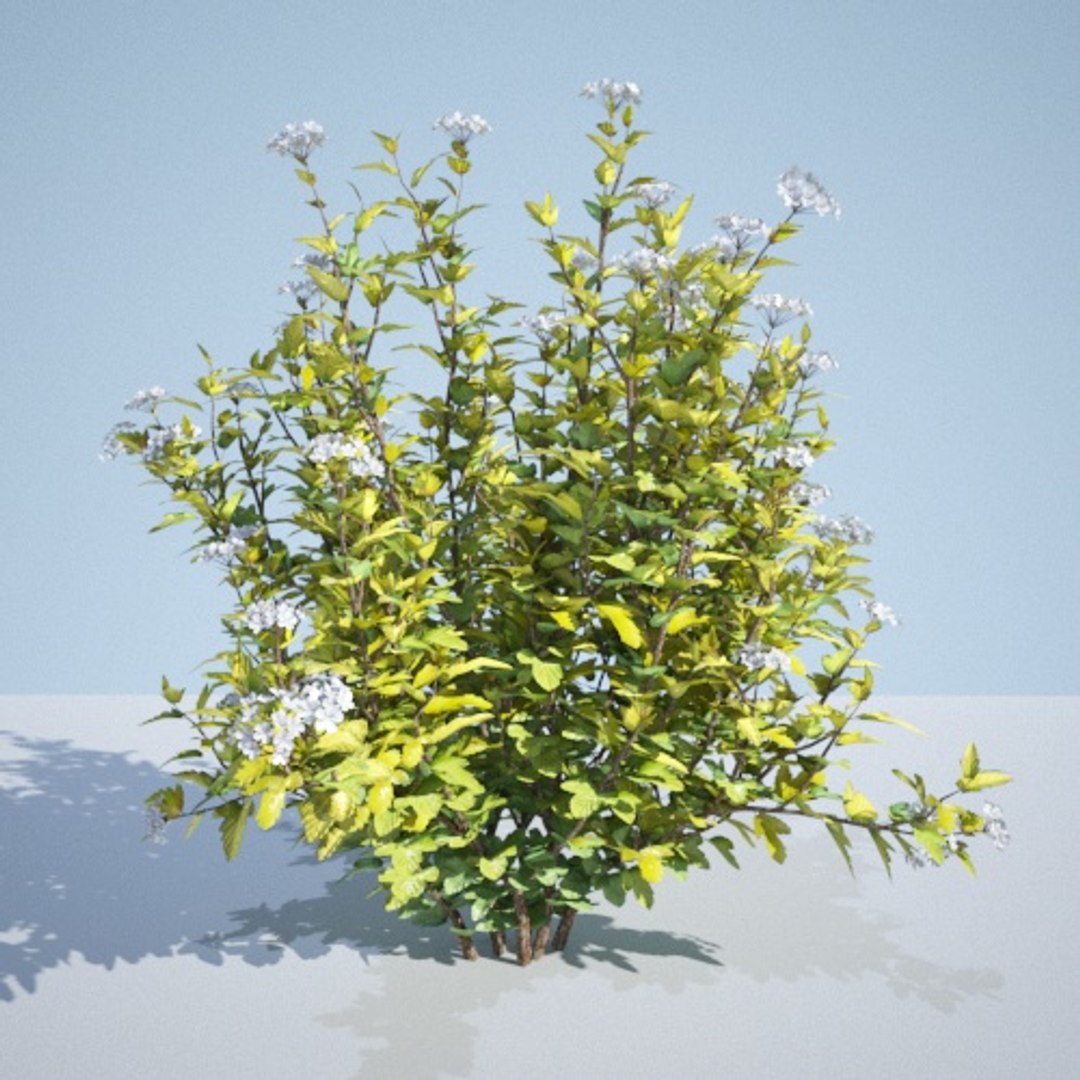 3D model 8 ninebark physocarpus opulifolius https://p.turbosquid.com/ts-thumb/Rm/5BDArK/RfN6KADs/luteus_150/jpg/1560514893/1920x1080/fit_q87/8163386f0b4e5cd0f4fd4cbcd44a84b34d86dc60/luteus_150.jpg