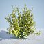 8 Ninebark Physocarpus opulifolius luteus