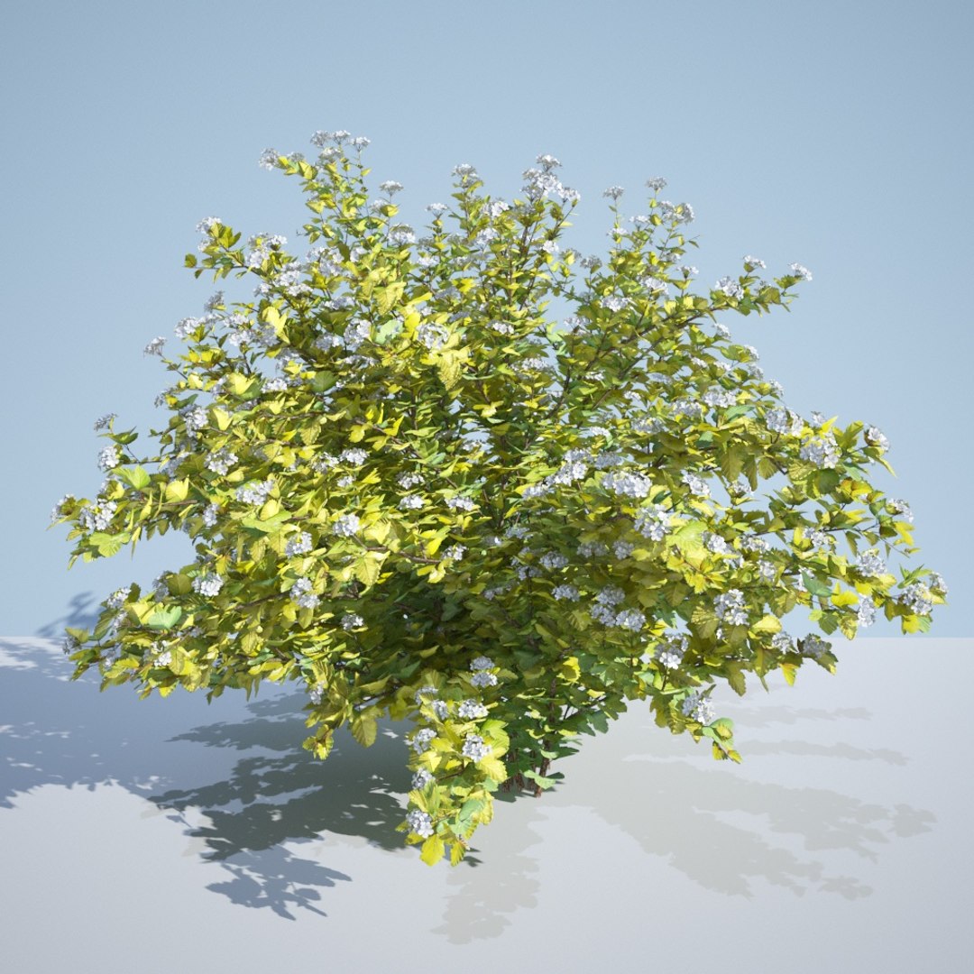 3D model 8 ninebark physocarpus opulifolius https://p.turbosquid.com/ts-thumb/Rm/5BDArK/Z4Hm2RRa/luteus_220_2/jpg/1560514893/1920x1080/fit_q87/48dc1446fc08462434af08084af83978a5b0dd51/luteus_220_2.jpg