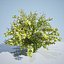 8 Ninebark Physocarpus opulifolius luteus