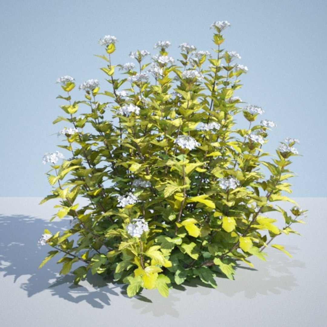 3D model 8 ninebark physocarpus opulifolius https://p.turbosquid.com/ts-thumb/Rm/5BDArK/aPpkf6wd/luteus_130_2/jpg/1560514893/1920x1080/fit_q87/58b23821e35813d62e5e573eaa6ef241f81d2e33/luteus_130_2.jpg