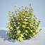8 Ninebark Physocarpus opulifolius luteus