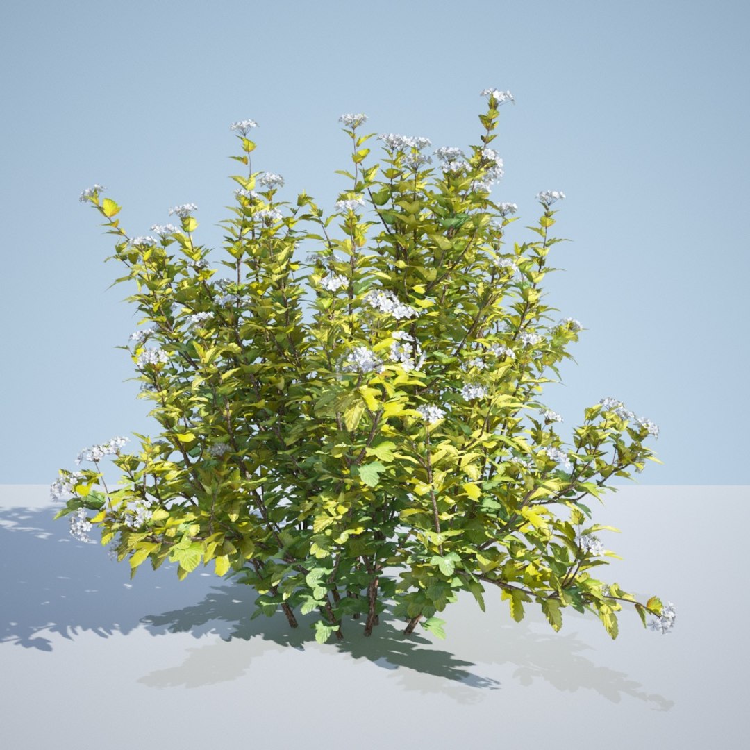 3D model 8 ninebark physocarpus opulifolius https://p.turbosquid.com/ts-thumb/Rm/5BDArK/hfgaonqw/luteus_170_2/jpg/1560514893/1920x1080/fit_q87/e6a57c85006e05d2600ae9ade4e7b45db722ca71/luteus_170_2.jpg