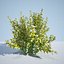 8 Ninebark Physocarpus opulifolius luteus